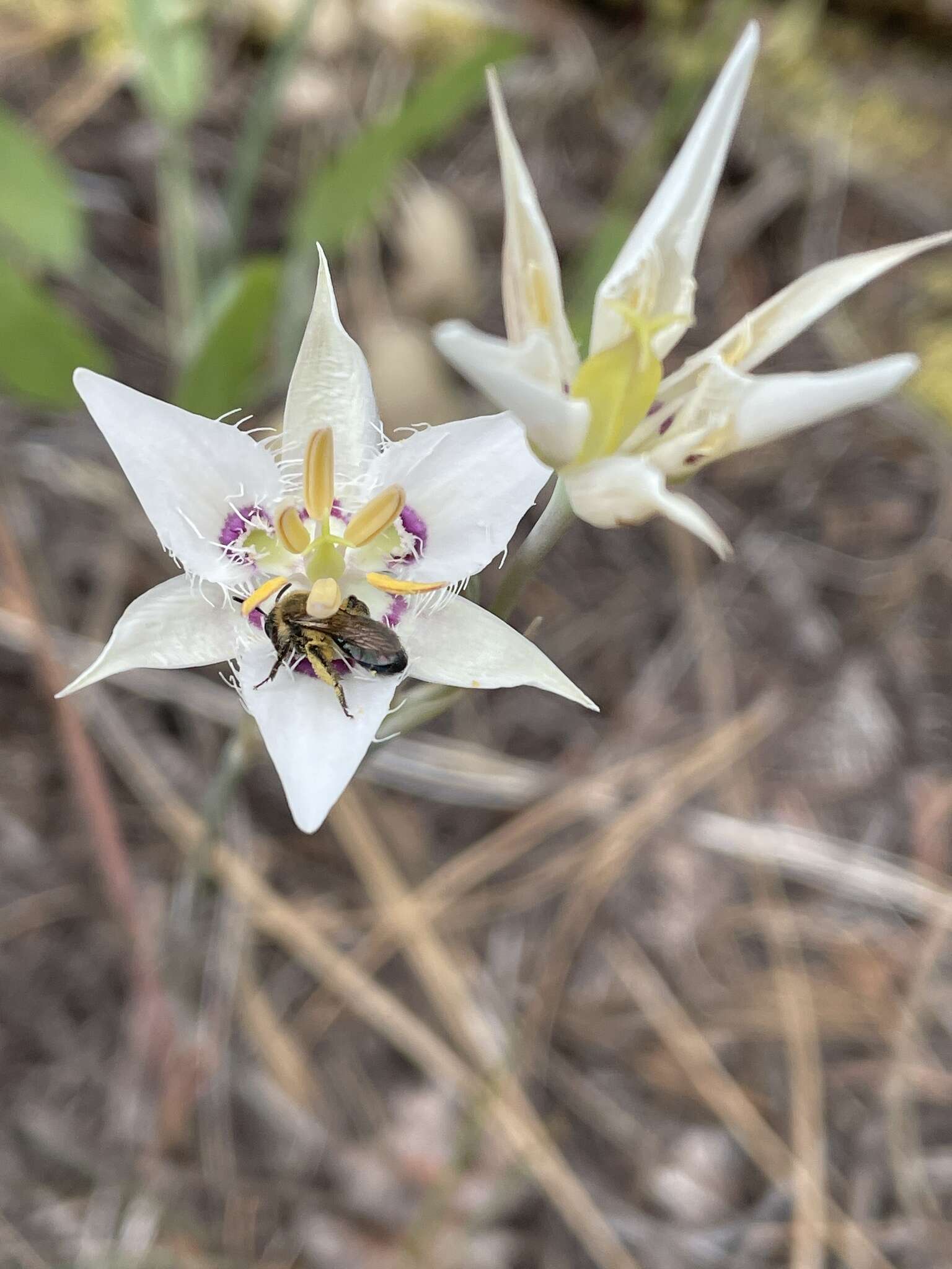 Image de Calochortus lyallii Baker