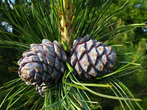 Imagem de Pinus sibirica Du Tour