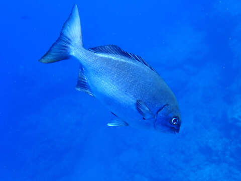 Image of Brown Chub