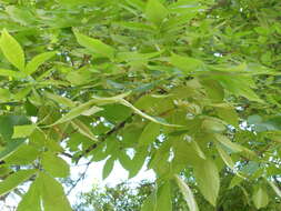 Image of bitternut hickory