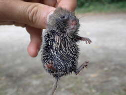 Image of Bank Vole