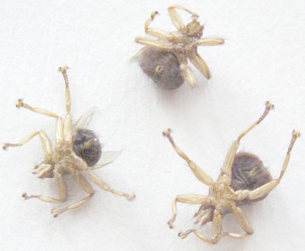 Image of <i>Crataerina pallida</i> (Latreille 1811)