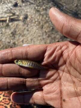 Image of Bayou Topminnow