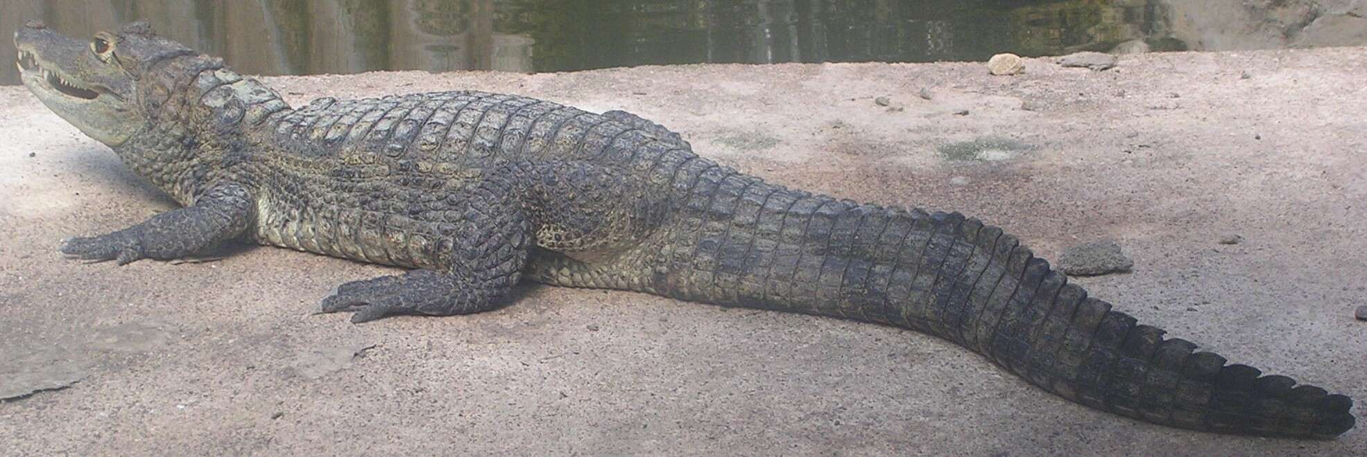 Image of Common Caiman