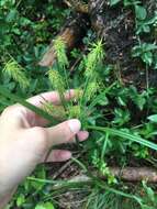 Image of Rough Flat Sedge