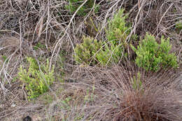 Image of Erica pubescens var. pubescens