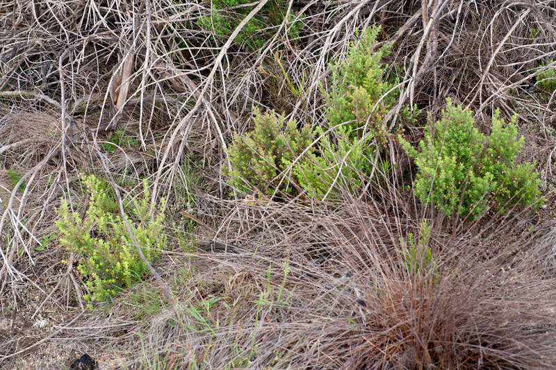 Image of Erica pubescens var. pubescens