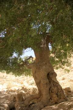 Image of Mt. Atlas mastic tree