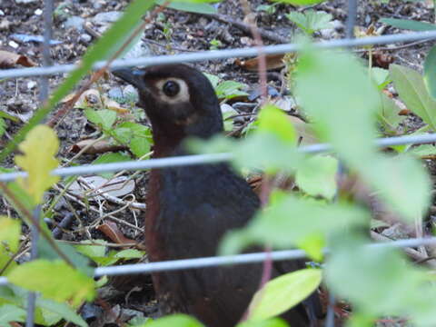 Image of Chestnut-throated Huet-huet