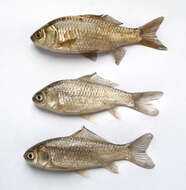 Image of Gibel carp