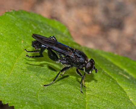 Image of Chalcosyrphus chalybeus (Wiedemann 1830)