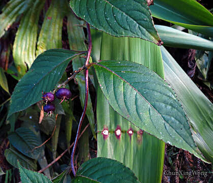 Image de Lobelia borneensis (Hemsl.) Moeliono