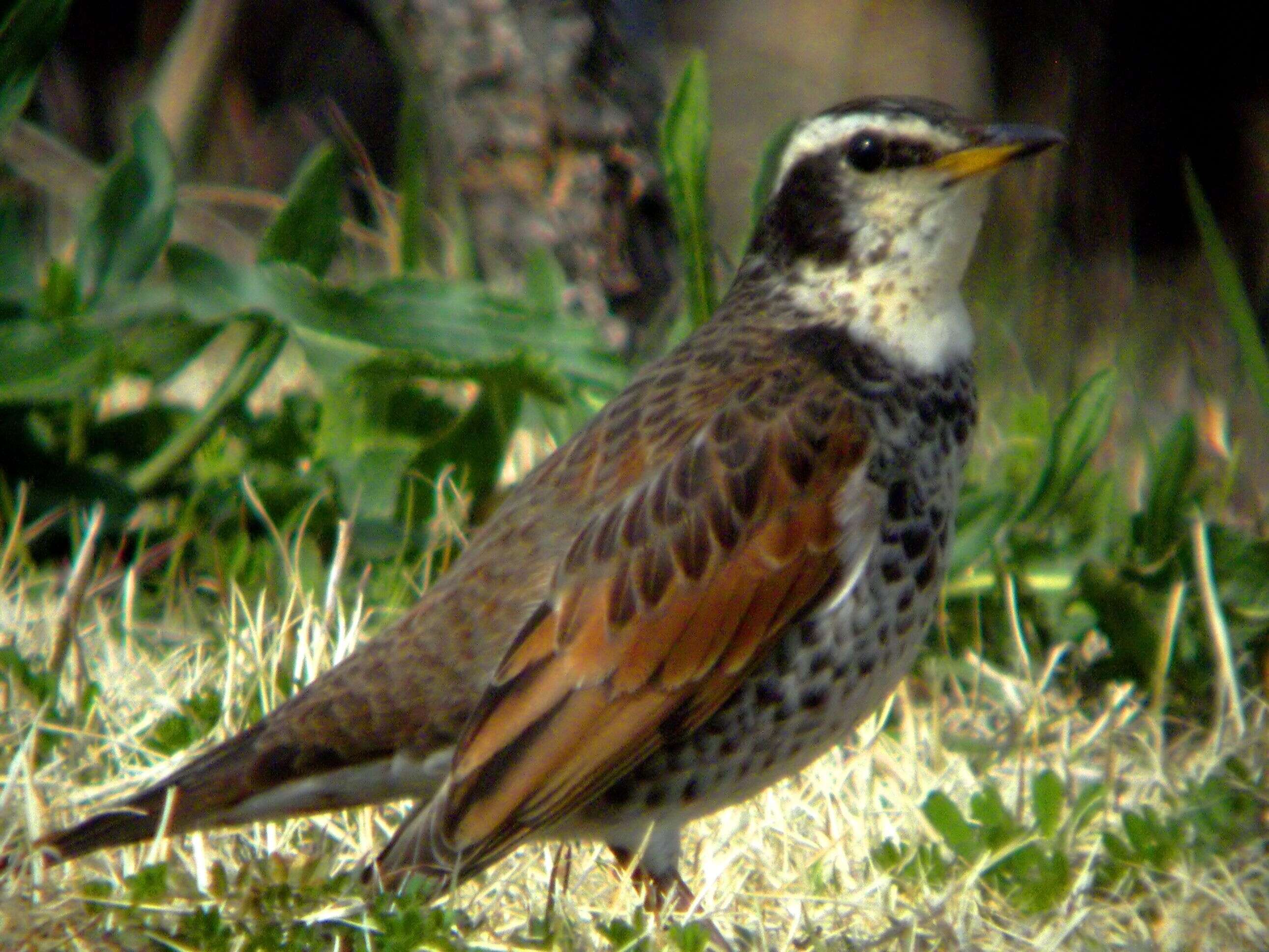 Image of Dusky Thrush