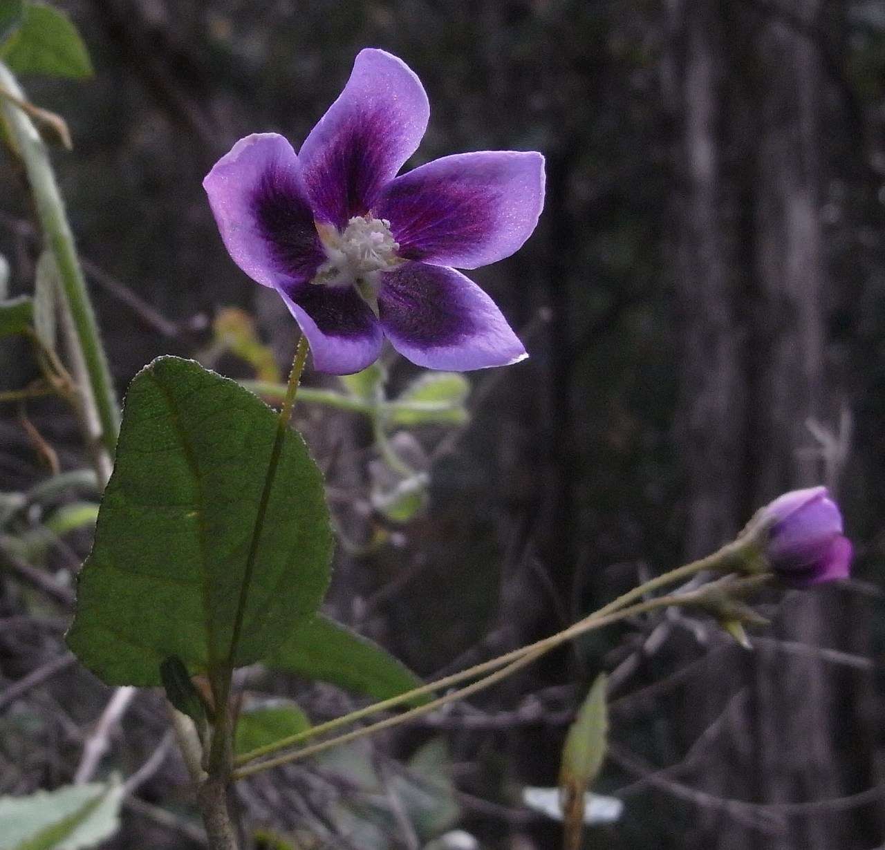 Image of Howittia trilocularis F. Müll.