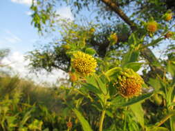 Image of Smallanthus connatus (Spreng.) H. Rob.