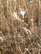 Image of harvest brodiaea