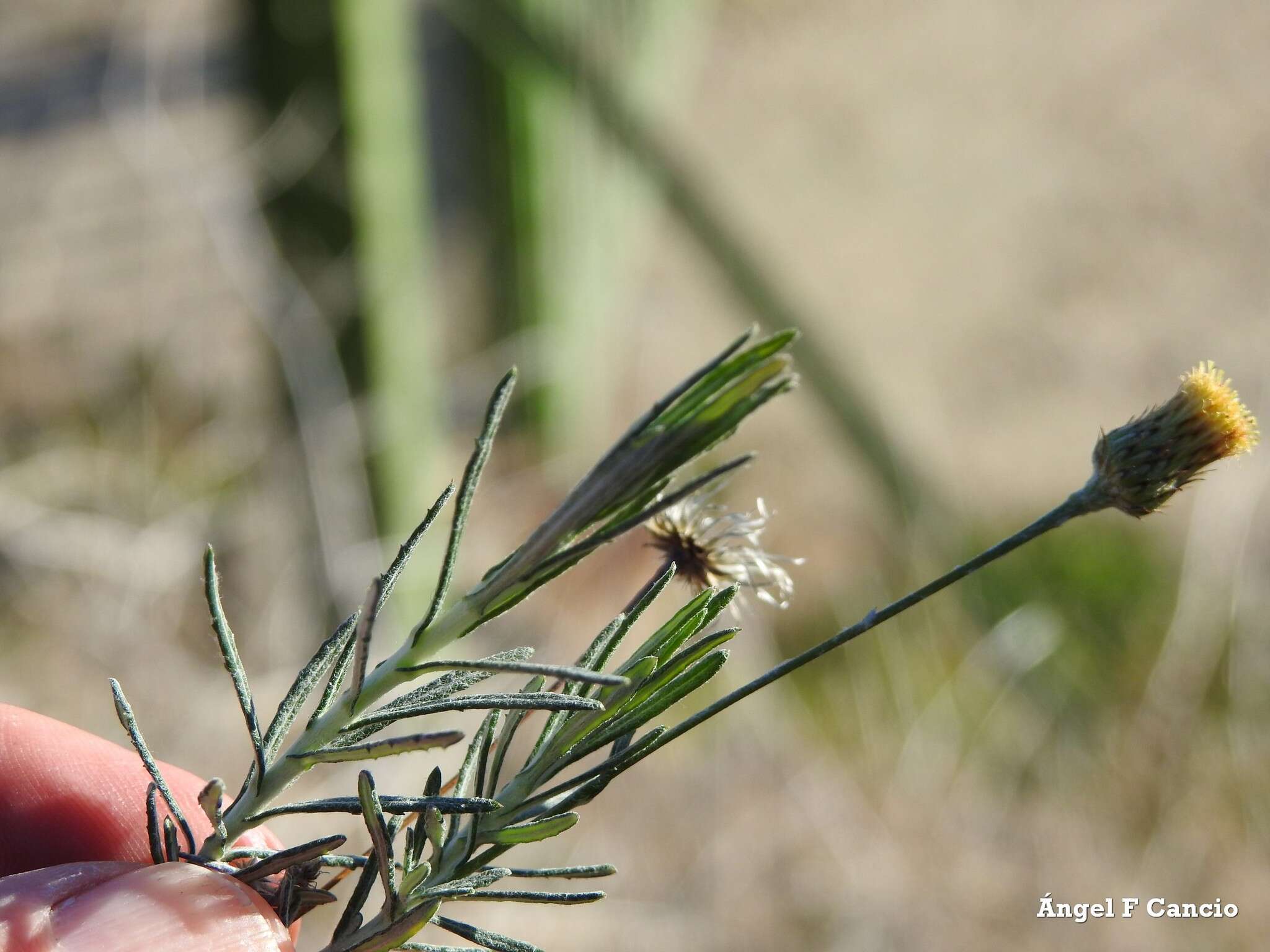 Image of Phagnalon saxatile (L.) Cass.