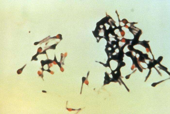 Image de Clostridium tetani