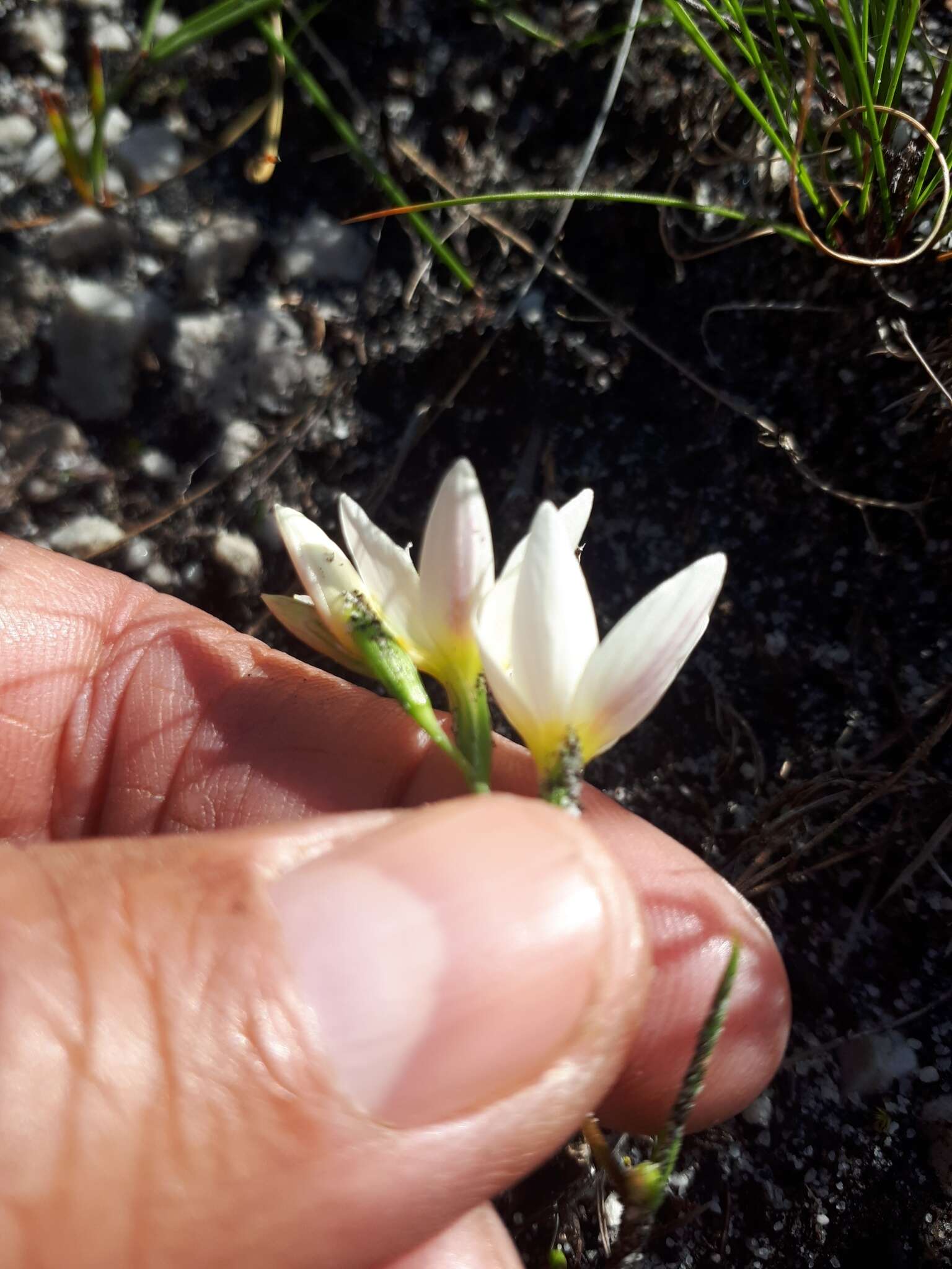 Image of Geissorhiza hispidula (R. C. Foster) Goldblatt