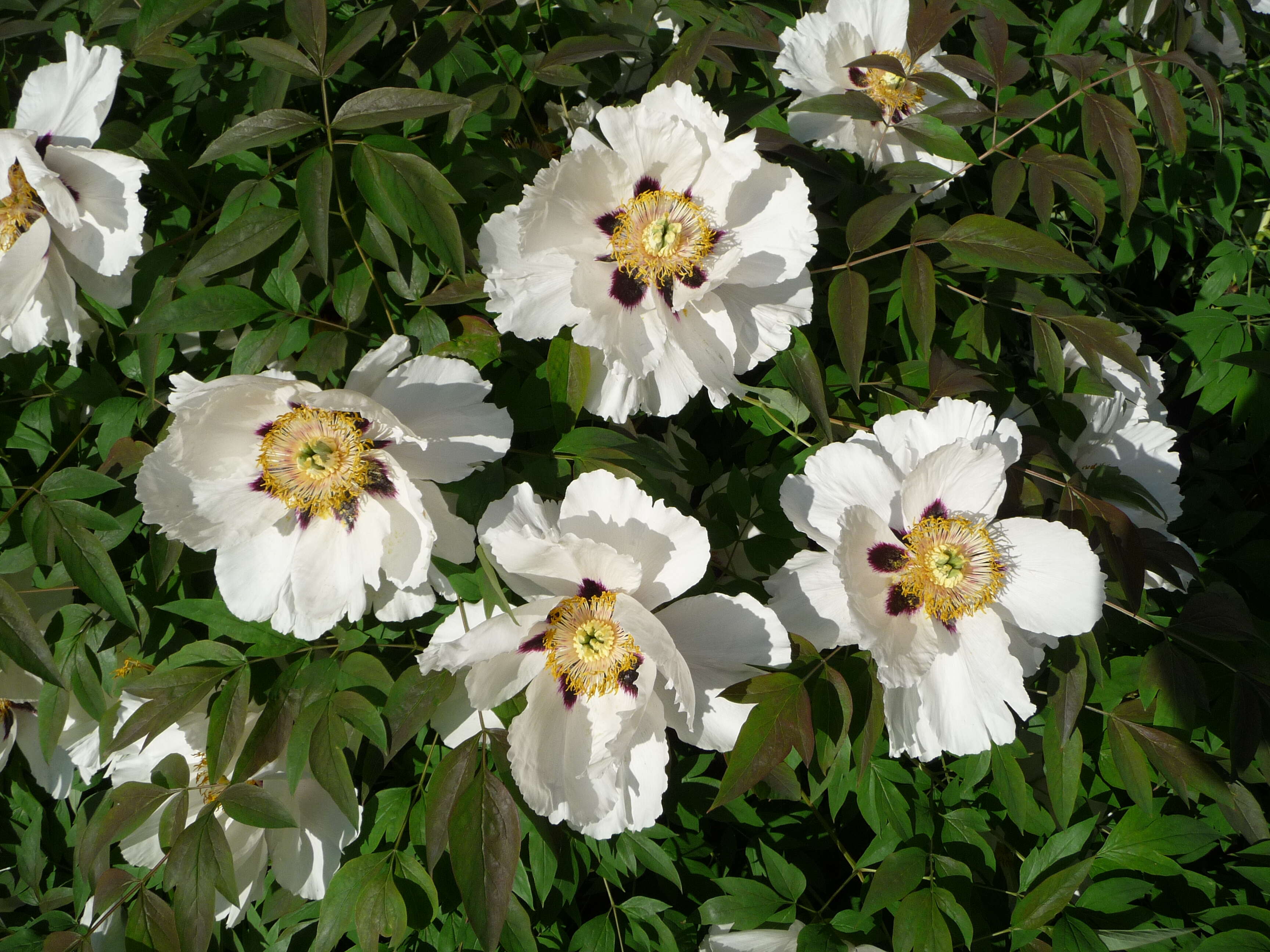 Image of Paeonia rockii (S. G. Haw & Lauener) T. Hong & J. J. Li ex D. Y. Hong