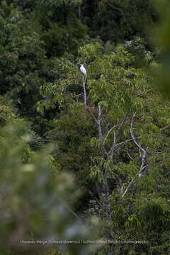 Image of Bare-throated Bellbird