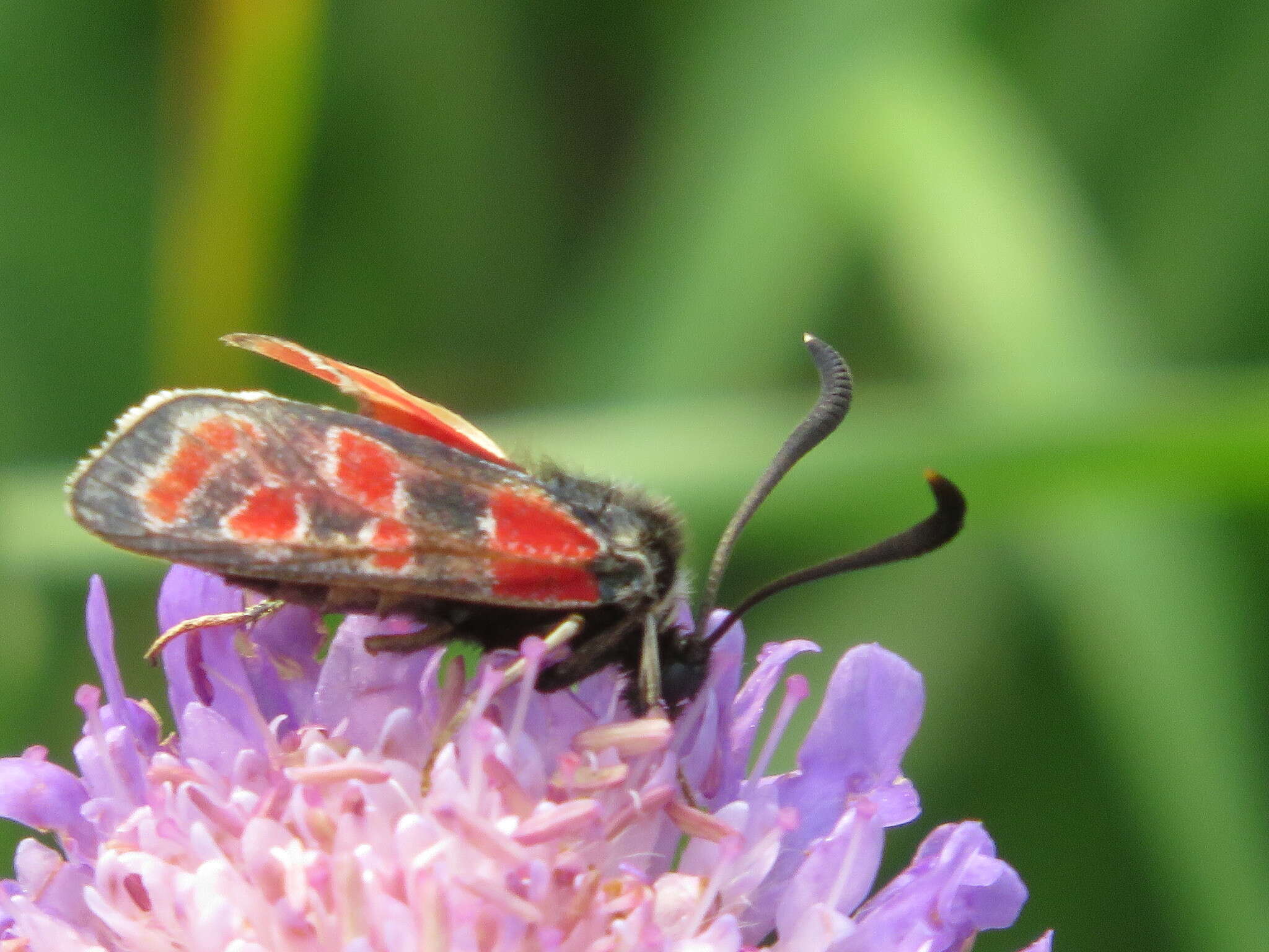 Image of Zygaena carniolica Scopoli 1763