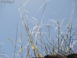 Image of Stipa arabica Trin. & Rupr.