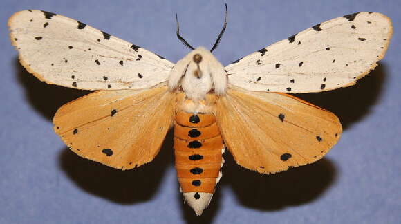 Image of Salt Marsh Moth