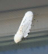 Image of Salt Marsh Moth