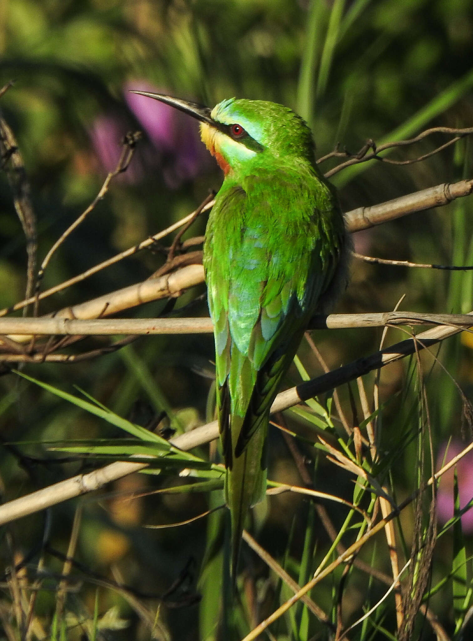 Image of Blue-cheeked Bee-eater