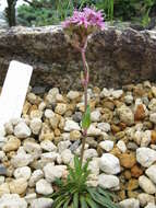 Слика од Silene suecica (Loddiges) Greuter & Burdet