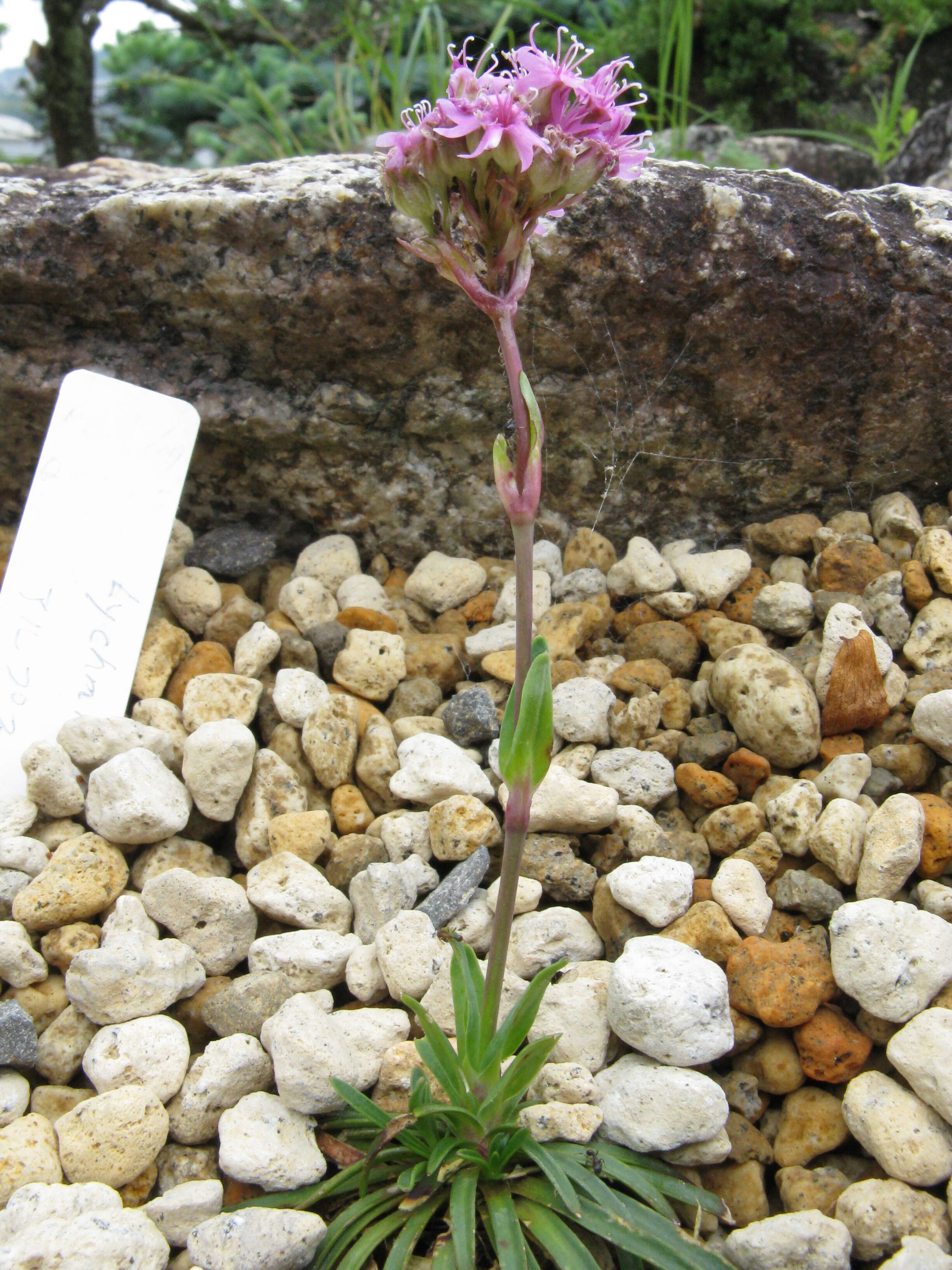 Слика од Silene suecica (Loddiges) Greuter & Burdet