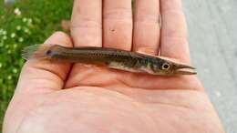 Image of Top minnow