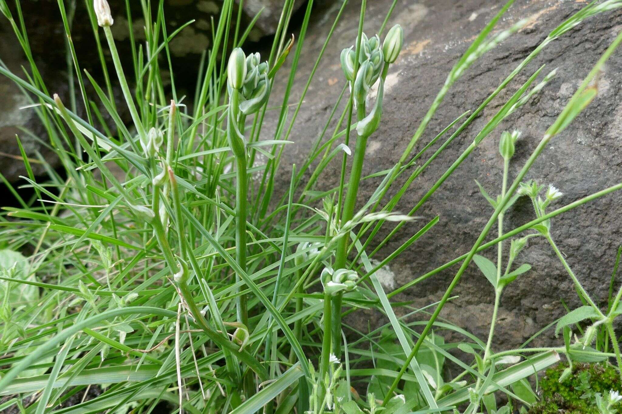 Image of Albuca humilis Baker