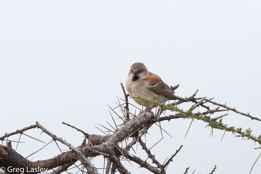 Image of Kenya Rufous-Sparrow