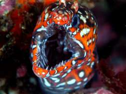 Image of Leopard moray eel