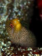 Image of Abbott's moray eel