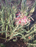 Oenothera suffrutescens (Ser.) W. L. Wagner & Hoch resmi