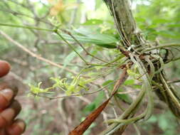 Image of Lemurella culicifera (Rchb. fil.) H. Perrier