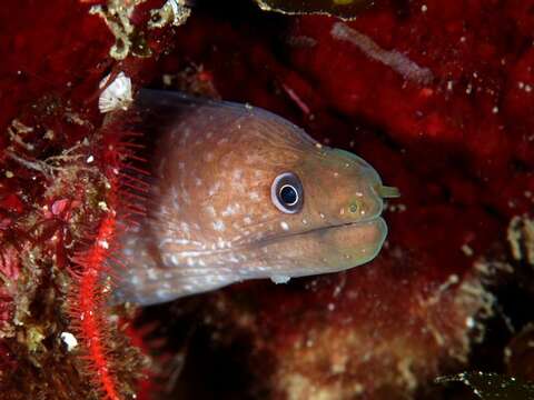 Слика од Gymnothorax bacalladoi Böhlke & Brito 1987