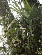 صورة Dendrobium crumenatum Sw.