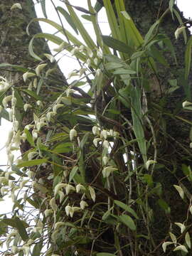 صورة Dendrobium crumenatum Sw.