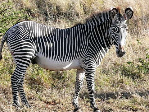 Image of Grevy's Zebra