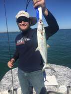 Image of Atlantic Spanish Mackerel