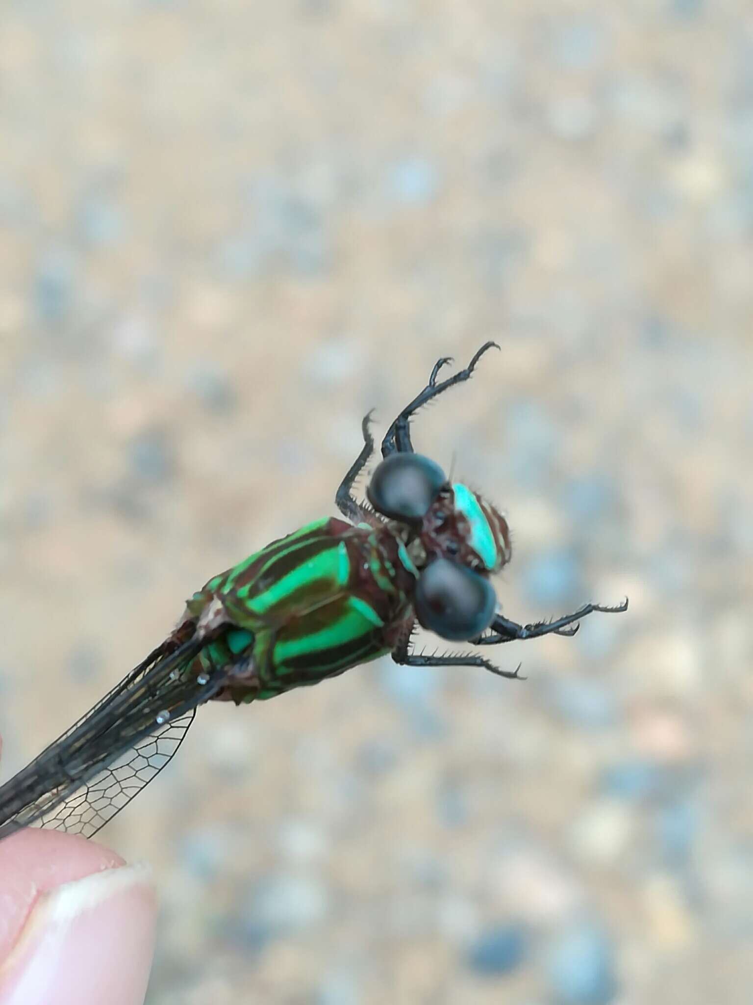 Image of Erpetogomphus liopeltis Garrison 1994