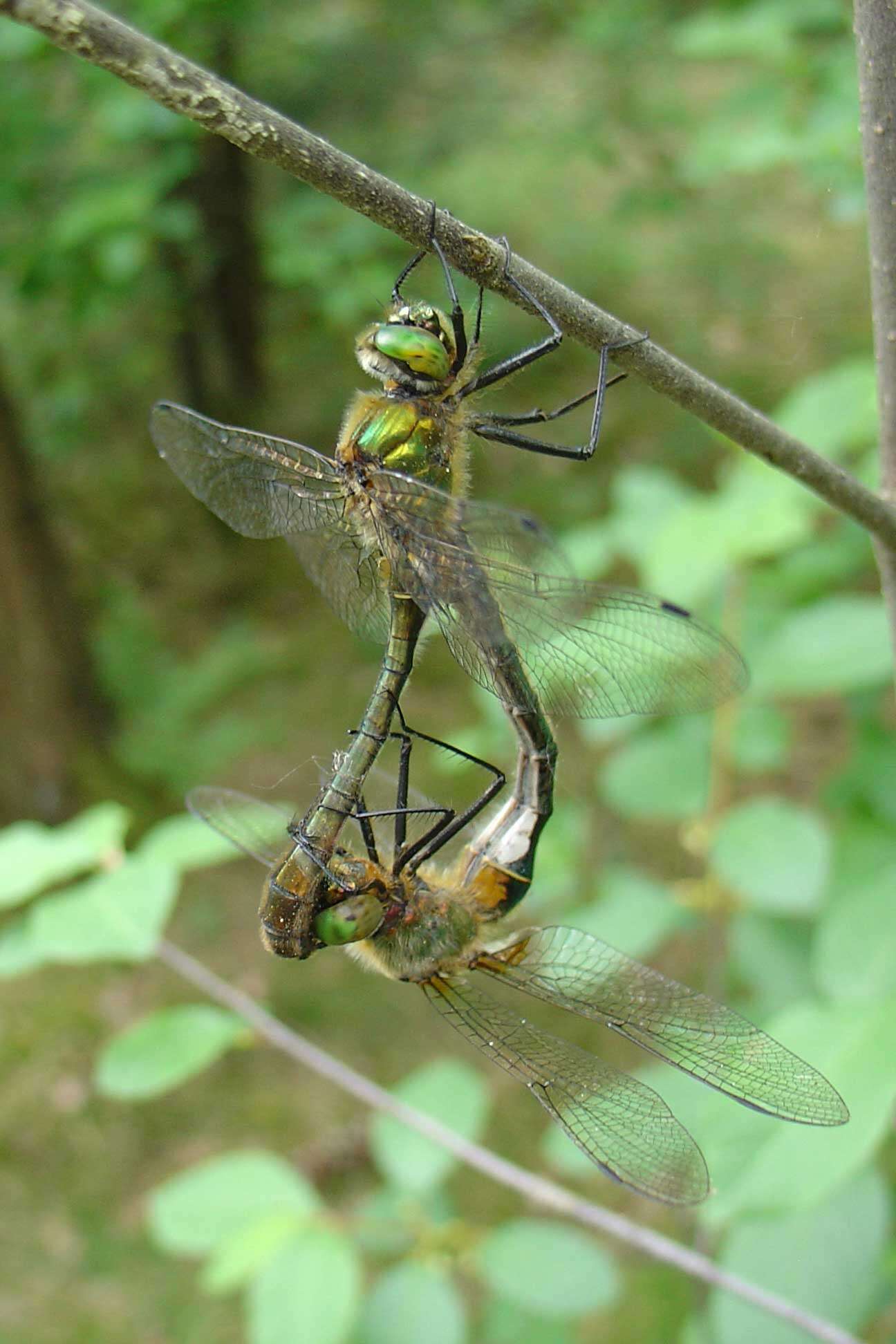 Image of Downy Emerald