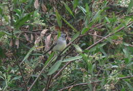 Image of White-crested Tyrannulet