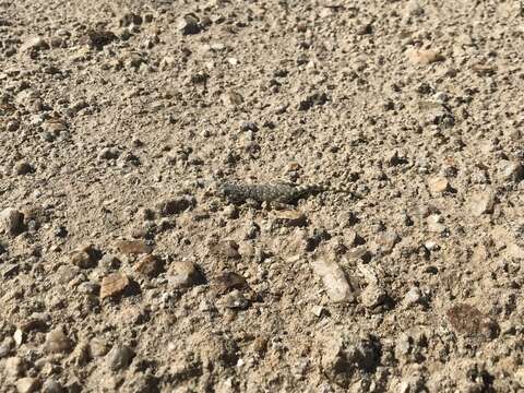 Image of Namib Day Gecko