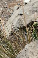 Image of Hawaii Alpine Hair Grass