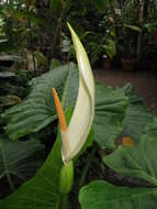 Imagem de Alocasia macrorrhizos (L.) G. Don